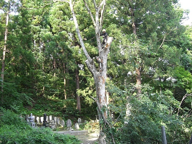 東根市の自牧寺本堂裏のケヤキ伐採風景。上手に木に登って作業をしていました。さすがプロ。